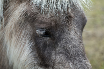 Horse head close up hair ears and eyes