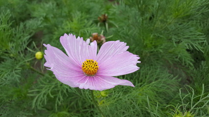 Single Pale Pink Flower