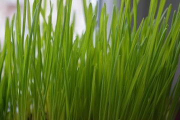 greens grown wheat for cooking vitgrassa, sprouts, diet, nutrition, medicine, health, raw food, vegetarian