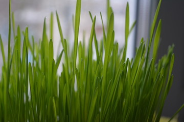 Fototapeta premium greens grown wheat for cooking vitgrassa, sprouts, diet, nutrition, medicine, health, raw food, vegetarian