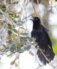 Grackle