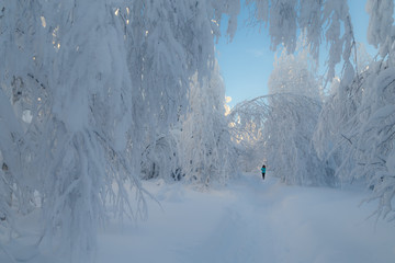 sunny day in winter forest, ural mountains, winter forest, russian natu