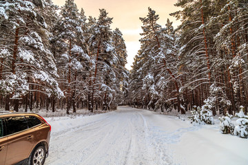 snowy road through the winter forest