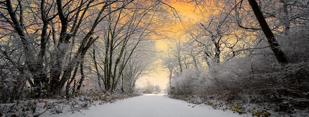 Waldweg bei Sonnenuntergang Panorama © sunnychicka