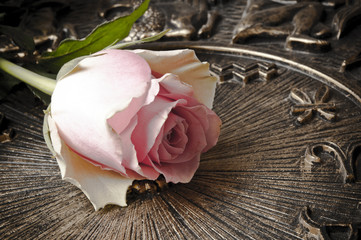 romantic rose lying on  background with zodiac symbols like a concept for astrology and love 