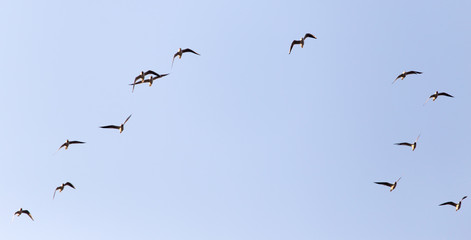 a flock of seagulls against a blue sky