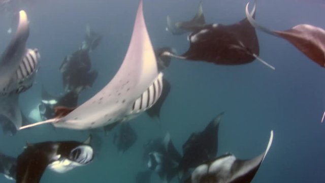 Manta Ray in Hanifaru Bay