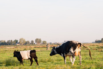 Two cows in a meadow.