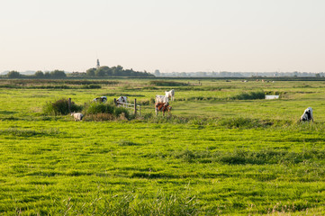 Fototapeta premium Cows in a meadow near a lighthouse.