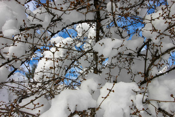 snowy branches background