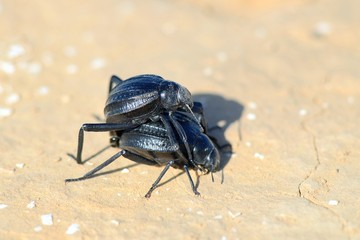 Bugs