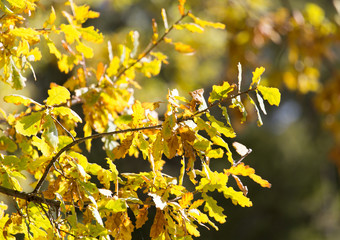 oak leaves in nature