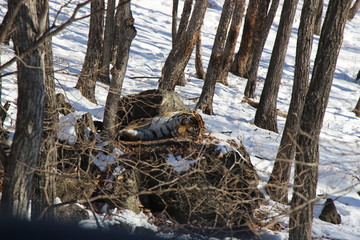 Panthera tigris altaica