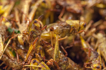 fried grasshoppers