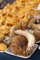 Boletus, Chanterelle in a street market. Vic, Catalonia, Spain