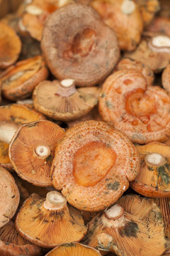 Milk cap (Lactarius deliciosus) ,red pine mushroom in a street food market. Vic, Catalonia, Spain.
