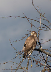 Mäusebussard sitzt am Ast und hält Ausschau nach Beute