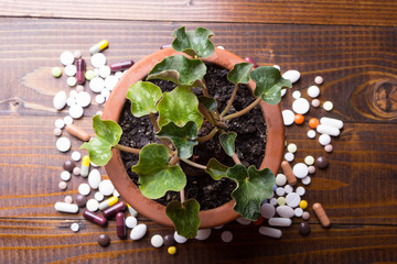 The plant on the background of colorful pills and tablets.