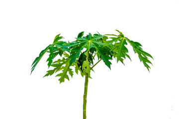 Papaya tree background