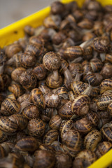 Garden snail (Cornu aspersum) in a street food market