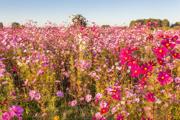 fleurs des champs en automne