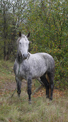 Obraz na płótnie Canvas gray horse