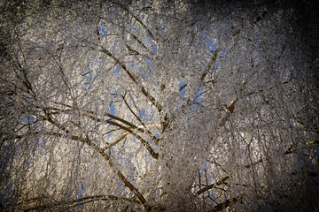 Tree with rime, background