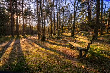 Bench in a pine wood, trees throwing shadows in evening sunlight at Furulunden, Mandal, Norway.