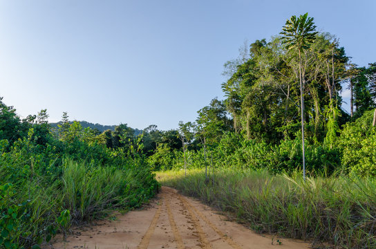 Small jungle dirt and mud track in the rain forest of Gabon, Central Africa