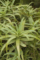 Aloe Vera cactus plants 