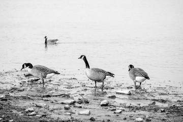 The wild geese on the lake in daylight