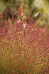 Burningbush (Kochia Scoparia) plant. Blanes Botanic Garden, Catalonia, Spain