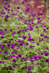 Obraz premium Gomphrena globosa (Amaranthaceae) flowers in a Blanes Botanic Garden, Catalonia, Spain