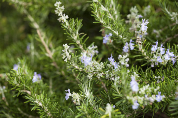Rosemary ( Rosmarinus Officinalis) plant in a Blanes Botanic Garden