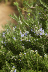 Obraz premium Rosemary ( Rosmarinus Officinalis) plant in a Blanes Botanic Garden