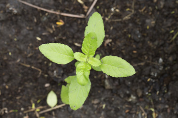 Sprouts holy basil
