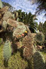 Prickly pears cactus with fruit (Opuntia ficus - indica). Blanes Botanic Garden, Catalonia, Spain