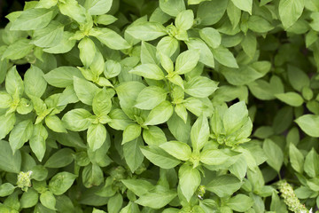 Sweet basil in garden