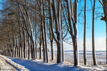 деревья занесенные снегом