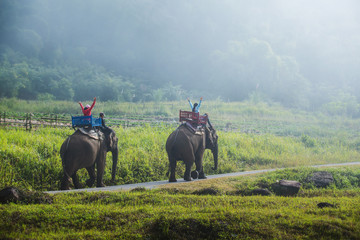 Obraz premium Group tourists to ride on an elephant in forest, Thailand.