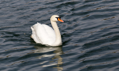 Obraz premium White swan on the lake in autumn