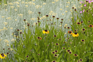 Helenium flowers