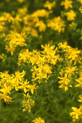 Yellow flowers of hypericum perforatum, St. John's worts