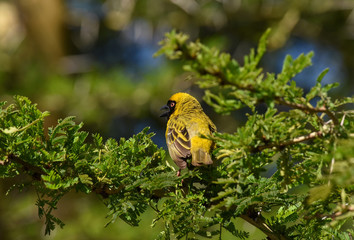 southern masked weaver