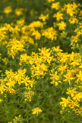 Yellow flowers of hypericum perforatum, St. John's worts