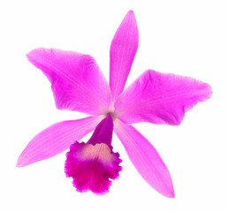 beautiful Purple Cattleya orchid flower isolated on white backgr