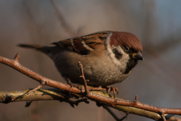 Sparrow on a branch.