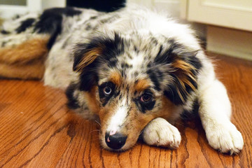 Australian Shepherd puppy dog