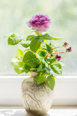 rose with buds on a window sill