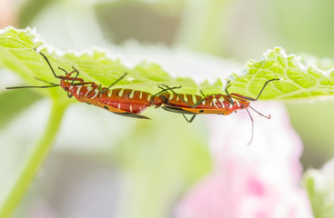 Mating of insects; red cotton bug, cotton stainer (Dysdercus cin